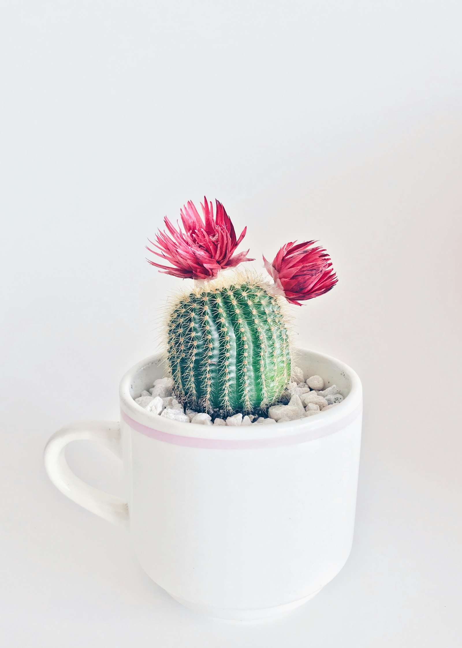 A flowering cactus