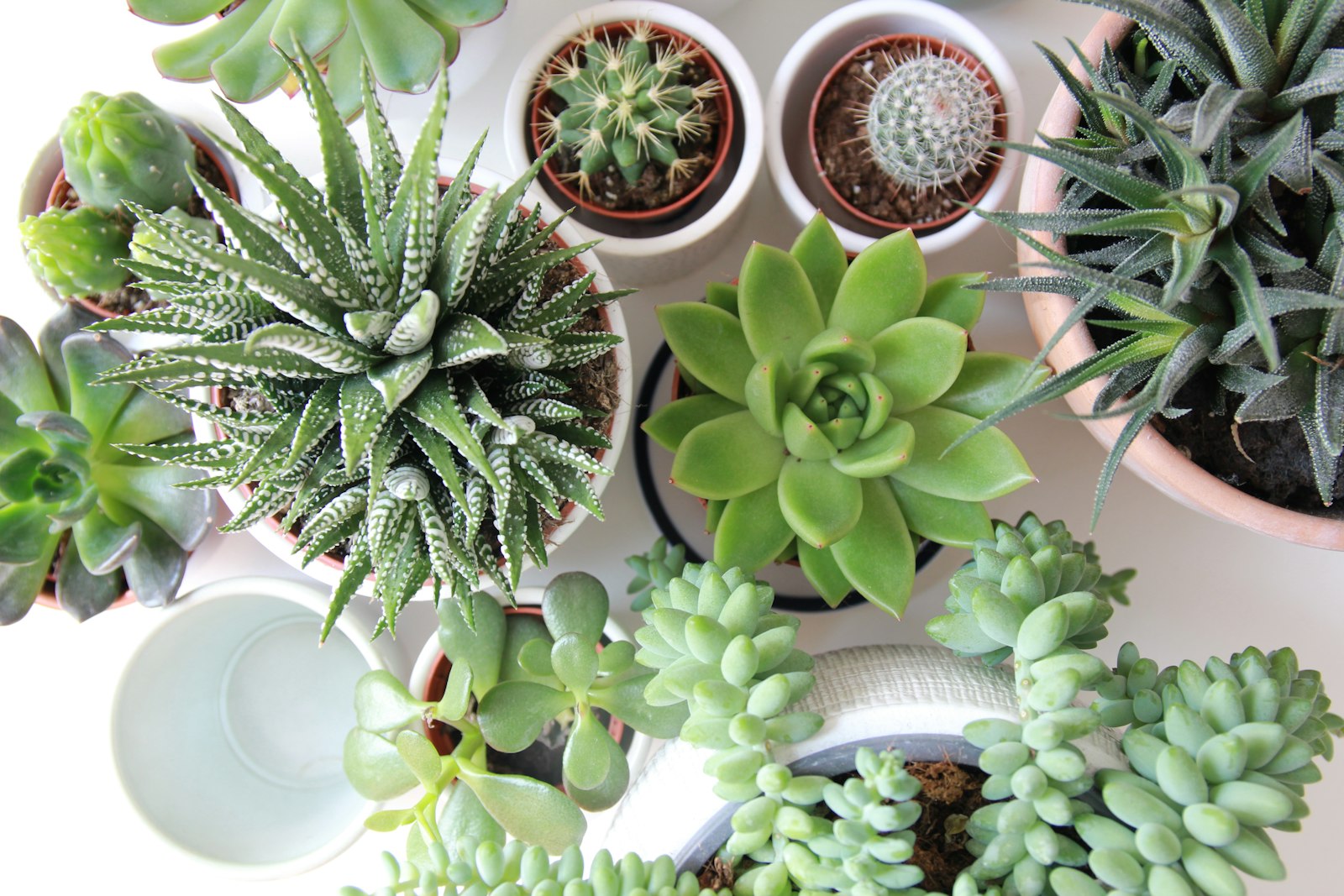 An arrangement of cacti and succulents viewed from above