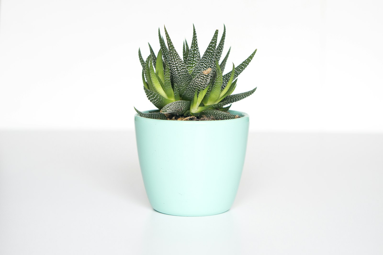 A small succulent in a calm setting