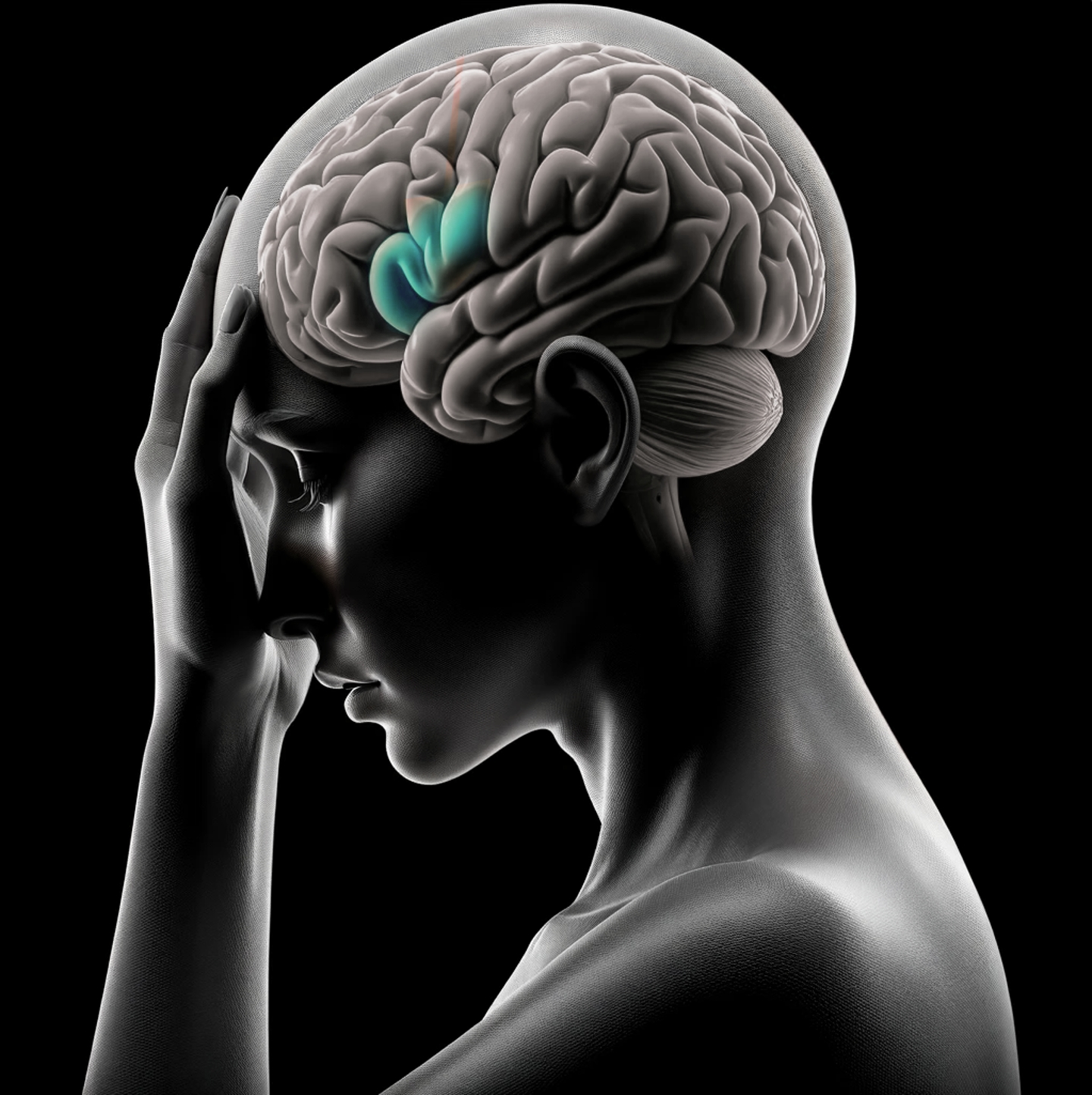 The anterior cingulate cortex — where emotion meets pain