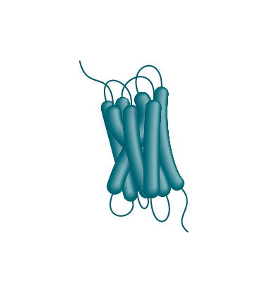 G-protein coupled receptor structure