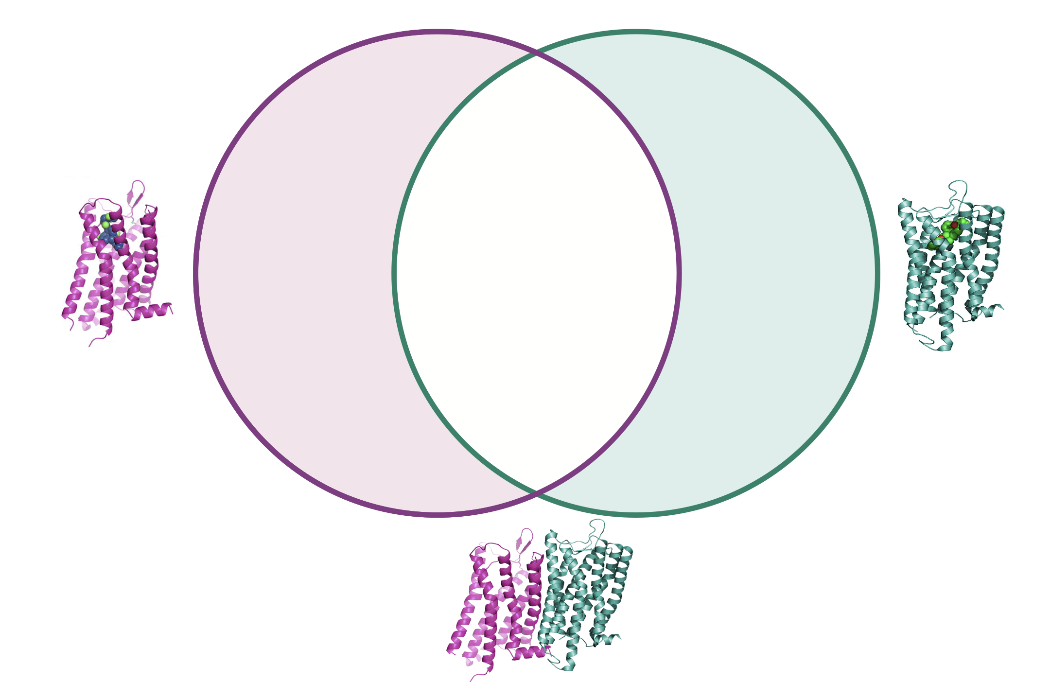 Receptor mechanism illustration